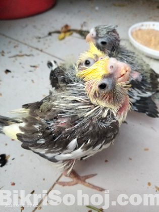 ককাটেল পাখির বাচ্চা